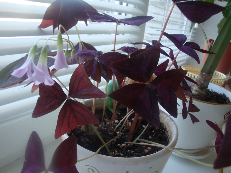 Торфяная таблетка.