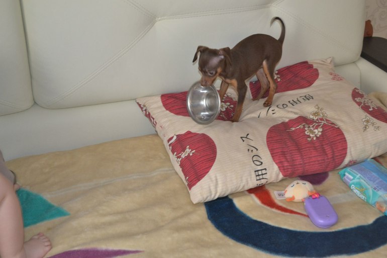 Мои тойчики :)