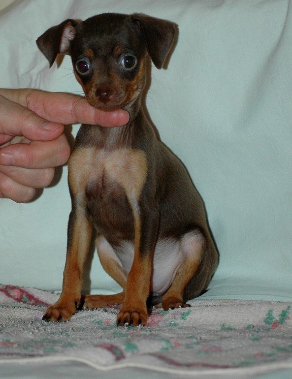 Мои тойчики :)