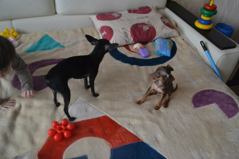 Мои тойчики :)