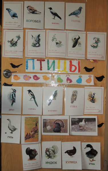 ТН №17 Птицы. 1 год 6 месяцев