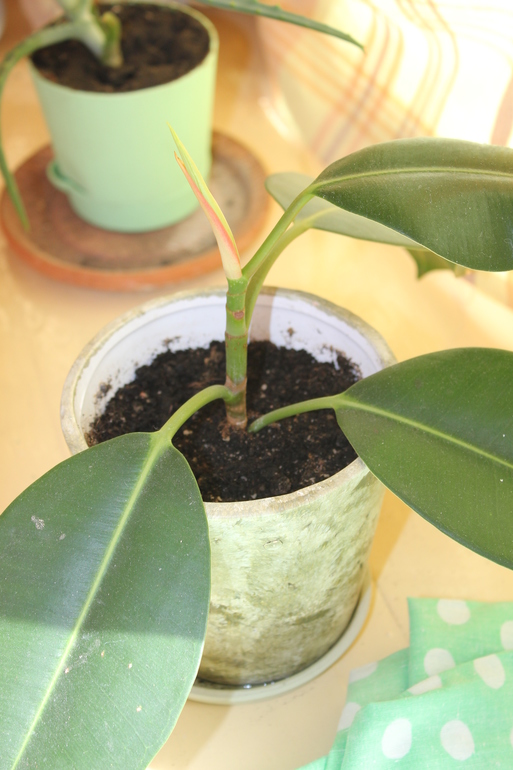 Про тесты, фикус и настроение...