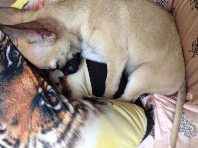 Продается малышка чихуахуа 4 месяца