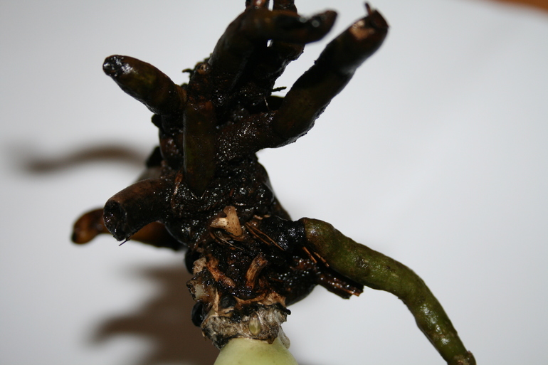 SOS! Помогите спасти орхидейку!