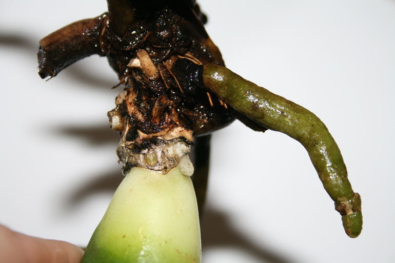 SOS! Помогите спасти орхидейку!