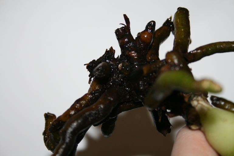 SOS! Помогите спасти орхидейку!