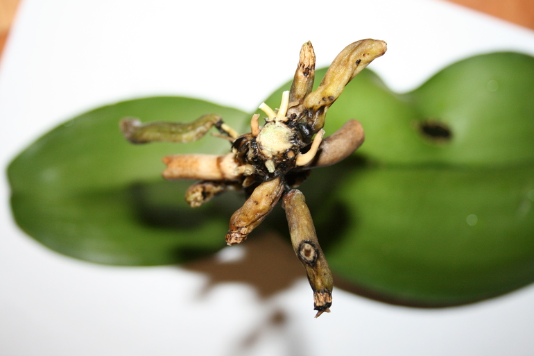 Девочки, теперь вообще худо. SOS! Орхидея.