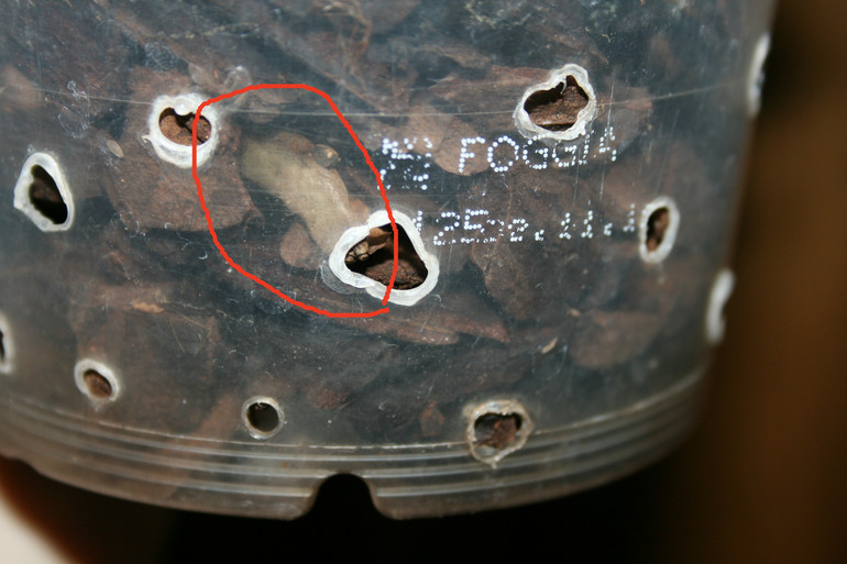 SOS! Помогите спасти орхидейку!