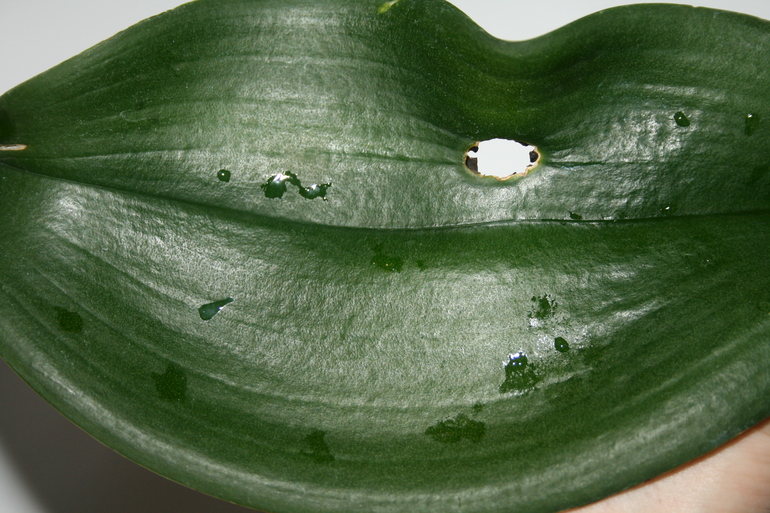 SOS! Помогите спасти орхидейку!