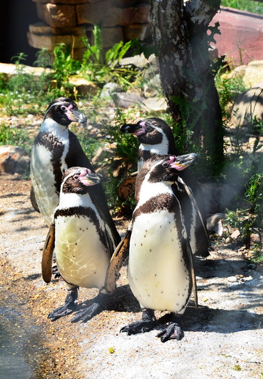 ВОРОБЬИный день :)