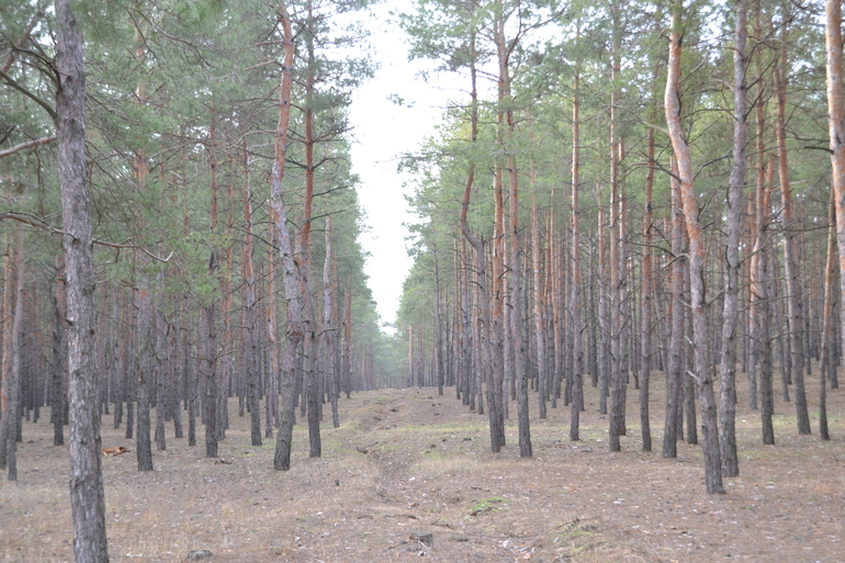 О погоде и природе