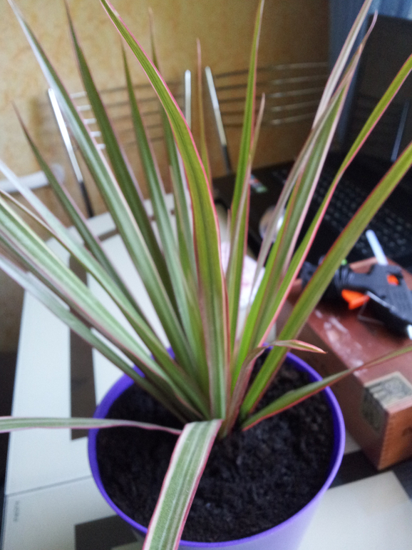 Помогите распознать