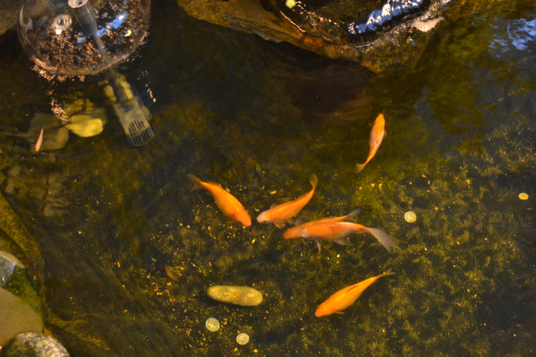 Московский Дом Бабочек