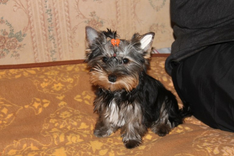 Чем чистить ушки?