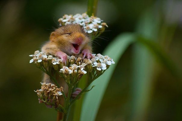 Хомкина радость!!!