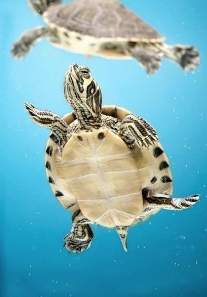 Контрольная №2. ВЫРЕЗАЕМ ОБЪЕКТ