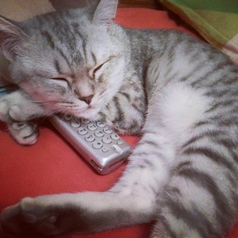 Бронирование  шотландских котят. СПБ