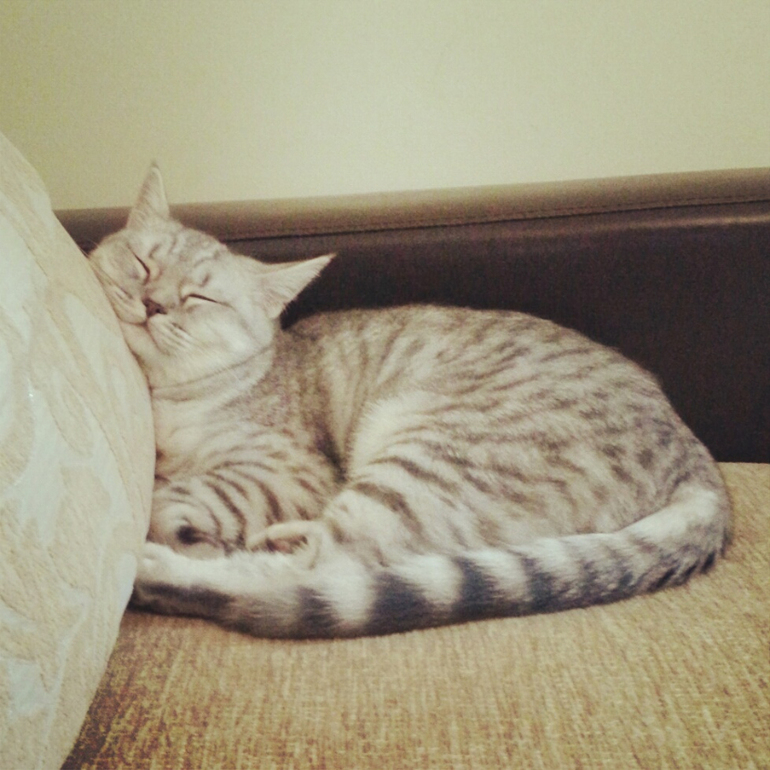 Стерилизовали кошку. СПб