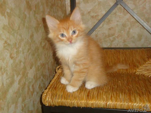 Что-то подумала, что нашего любимца никогда не показывала:)