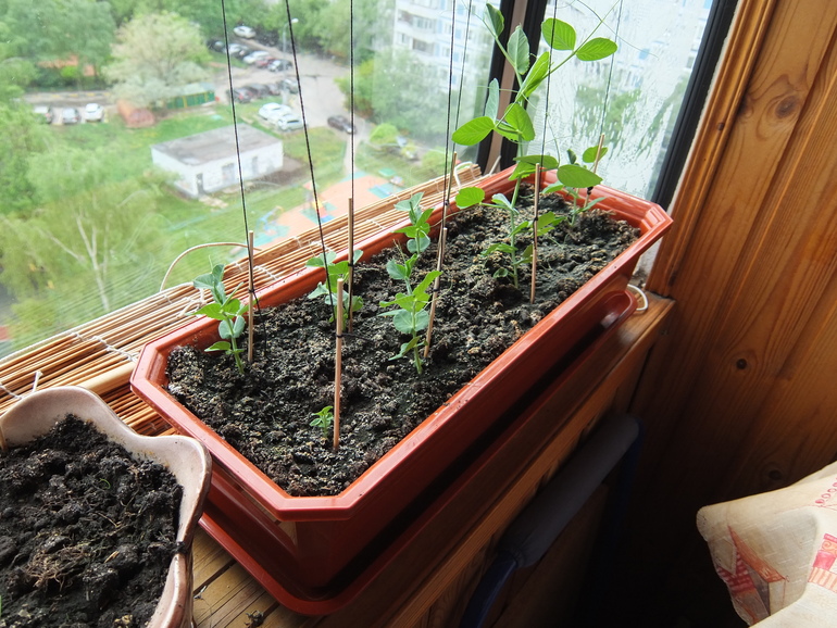 Баба сеяла горох...