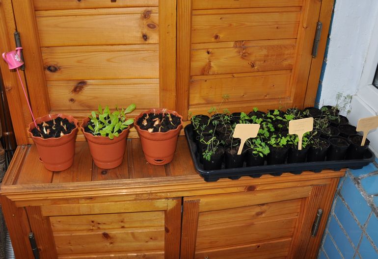 Весна на подоконнике - 7