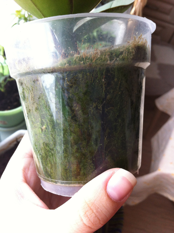 Требуется ли пересадка?