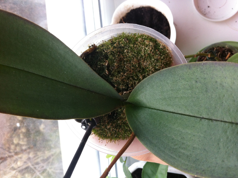 Требуется ли пересадка?