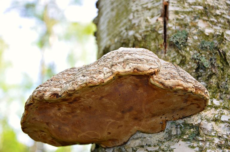 Трехлетие двойняшек (фотоотчет ДР)