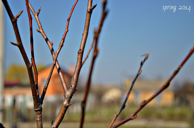 Помочь яблоням без "химии"