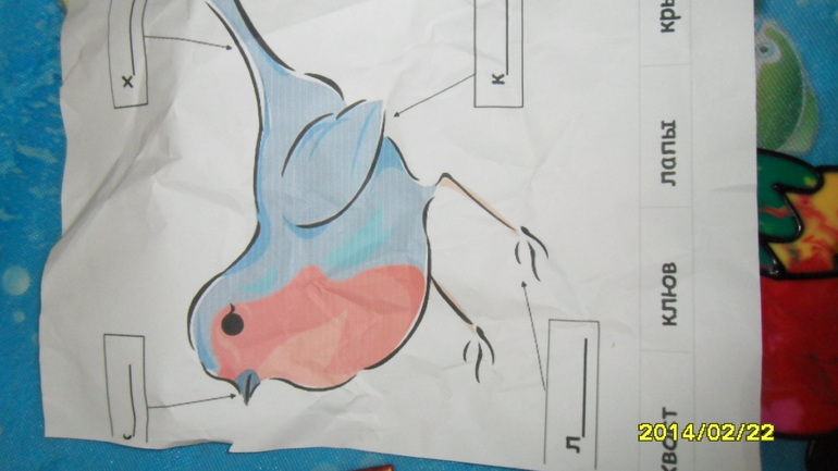 Птицы день1