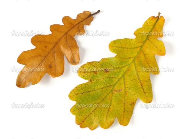 Как по листьям узнать деревья?