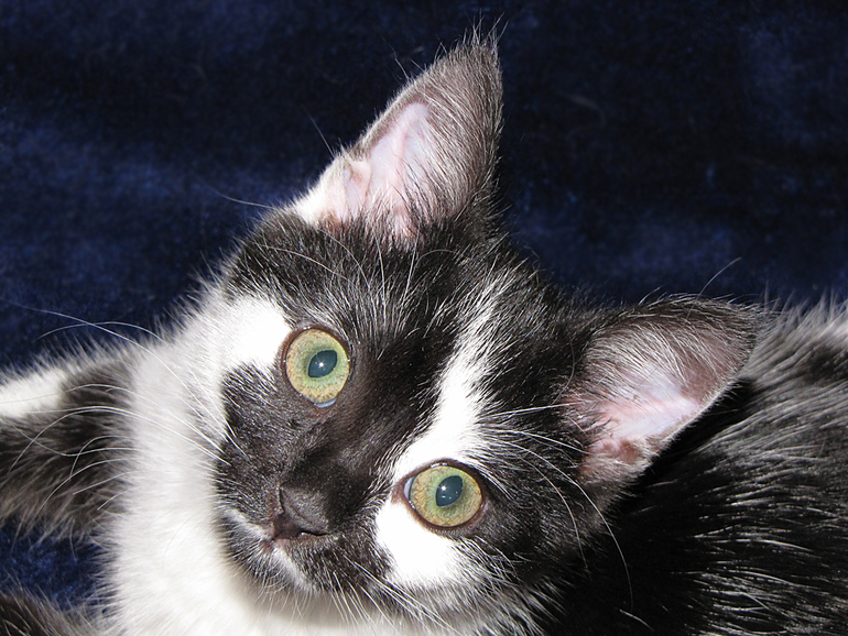 Мои любимые хвостики