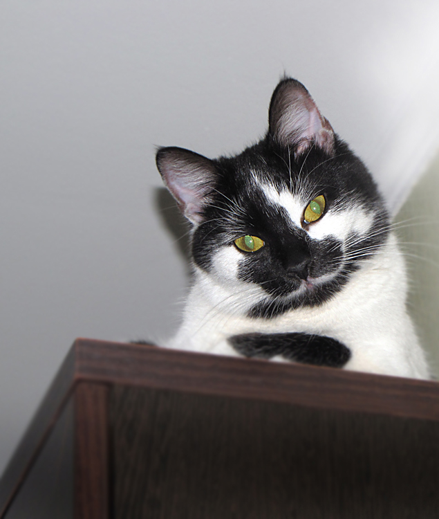 Мои любимые хвостики