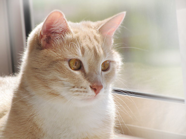 Мои любимые хвостики