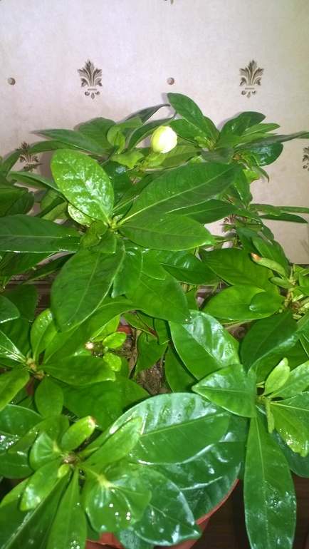 Зацвела моя гардения))))