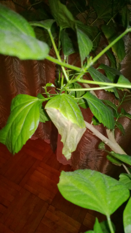 Что с моим гибискусом?