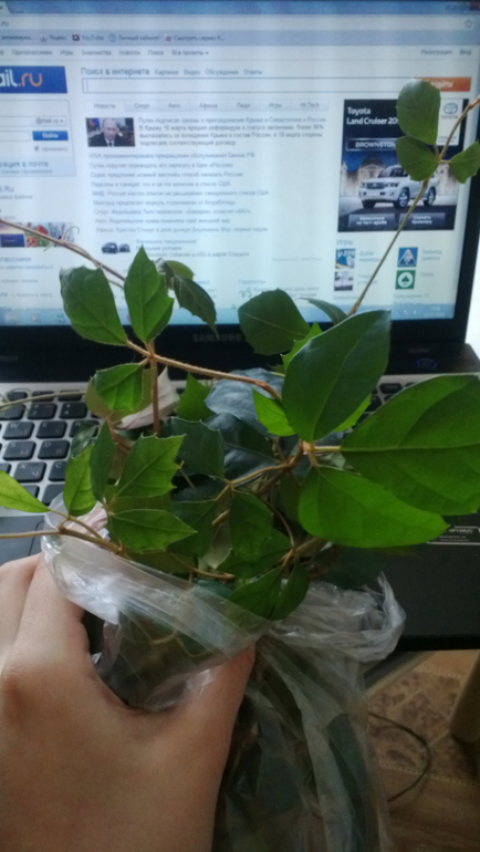 Девочки, подскажите, кто это?)