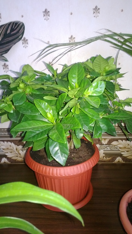 Мои цветочки / часть 1