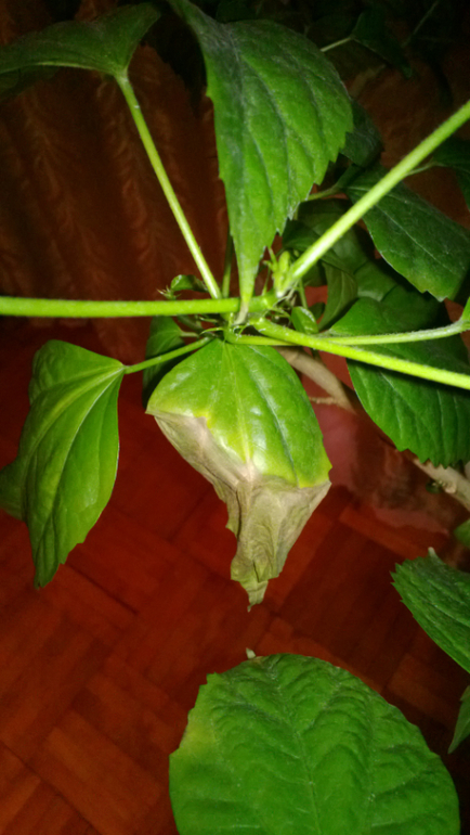 Что с моим гибискусом?