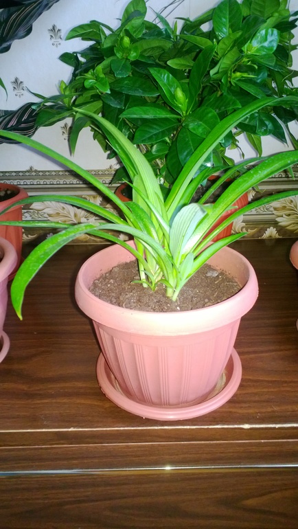 Мои цветочки / часть 1