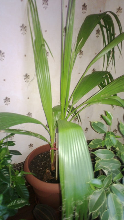 Мои цветочки / часть 1