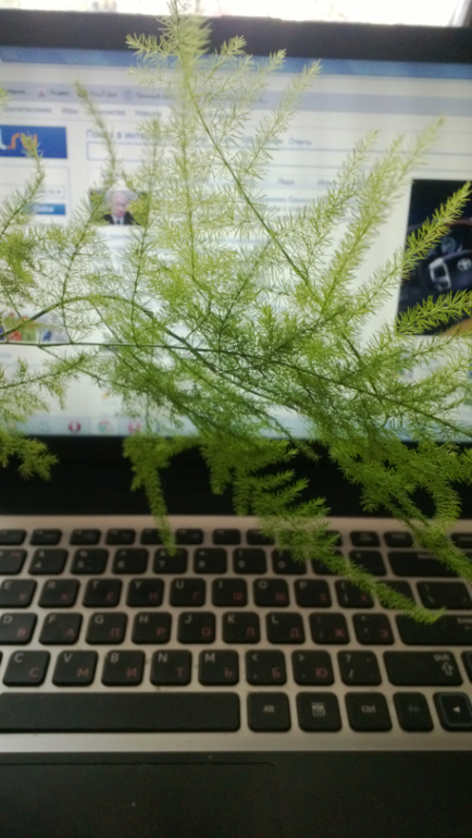 Девочки, подскажите, кто это?)