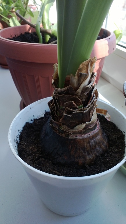 Почернела луковица у гиппеаструма