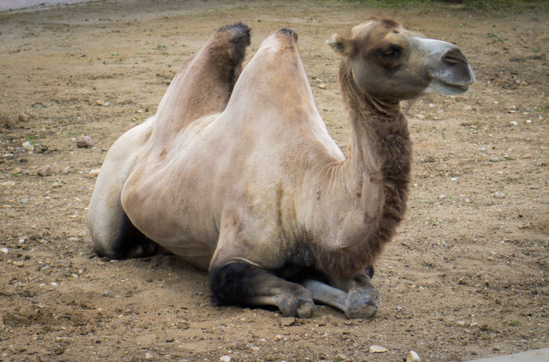Поход в Московский зоопарк