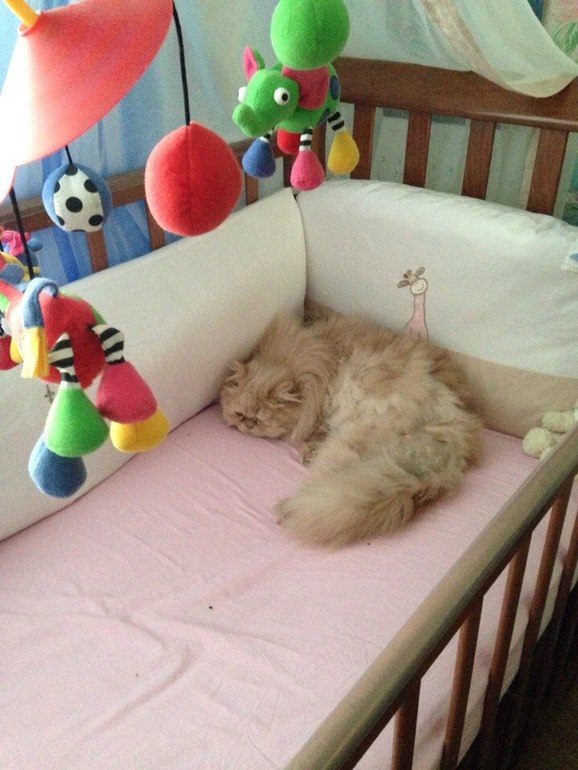 кот