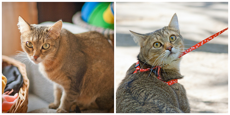 Всем кто ищет кота в одноклассниках посвящается. Вот он!