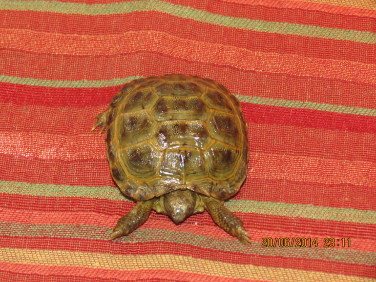 А у нас...пополнение))) красавица черепашка.