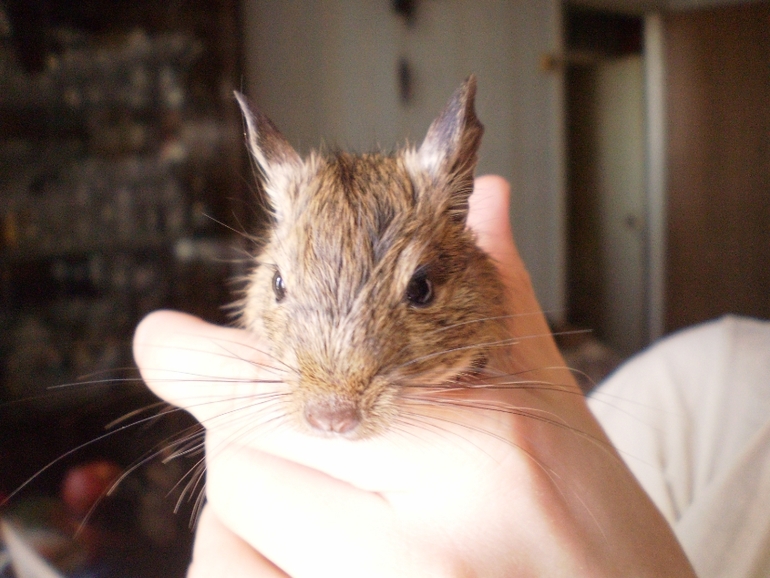 Дегу ищут хозяев