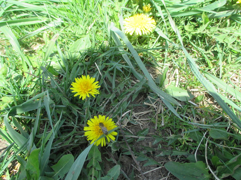 ТЗ Солнышко на ножке.