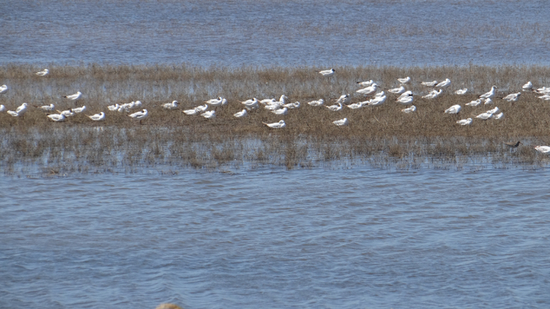 Голубицкая